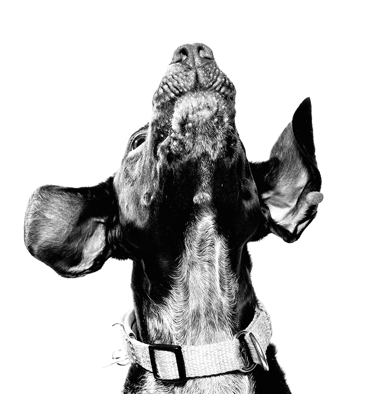 Perro mirando hacia arriba