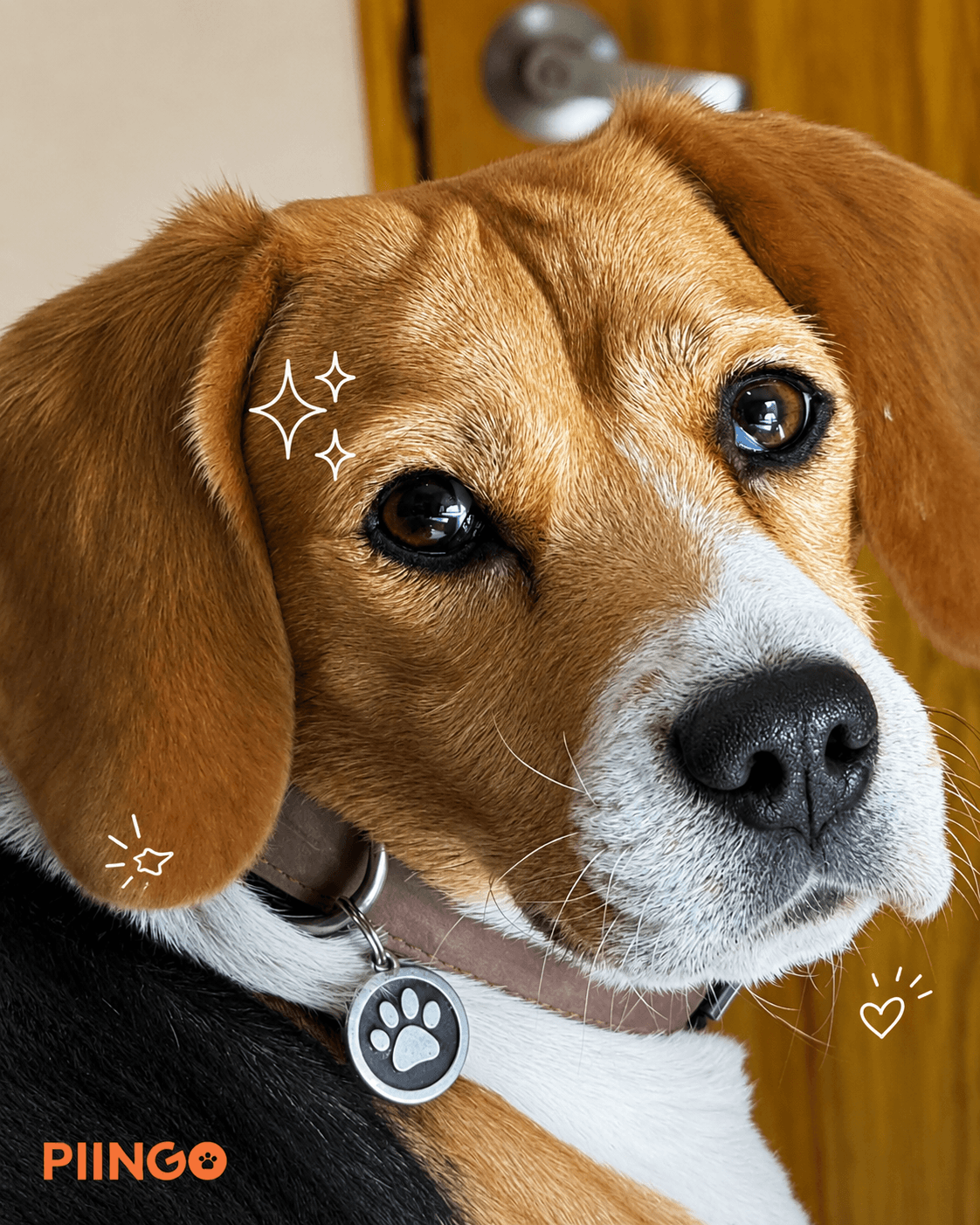 Beagle con su placa Piingo en el collar